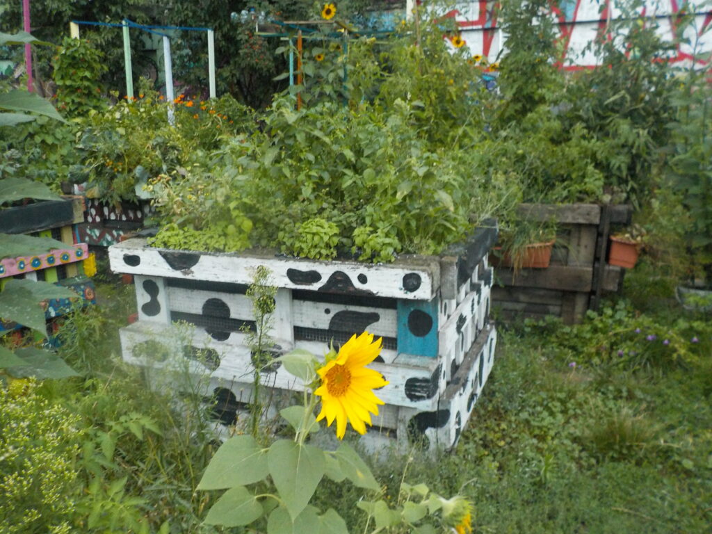 This picture shows a sunflower in the neighborhood garden with flower and vegetable beds behind it.