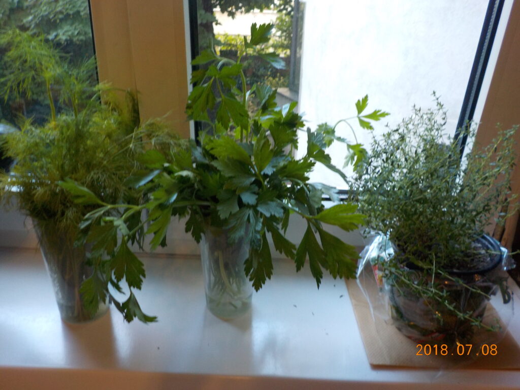 The picture shows an improvised mini-herb garden on a kitchen window sill: dill and parsley in water glasses next to a small pot of thyme.