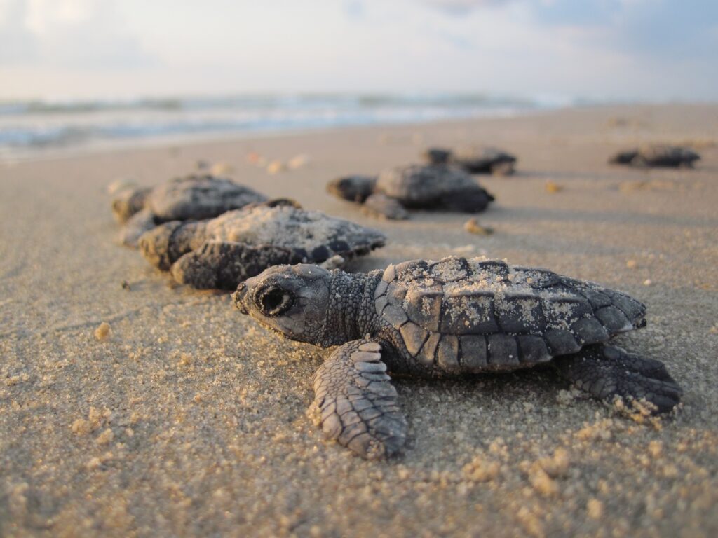 Picture of baby sea turtles