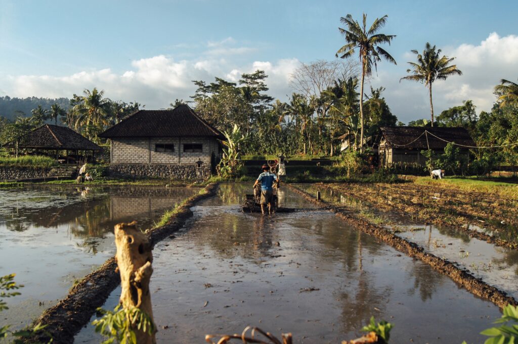 Man farming rice patty field